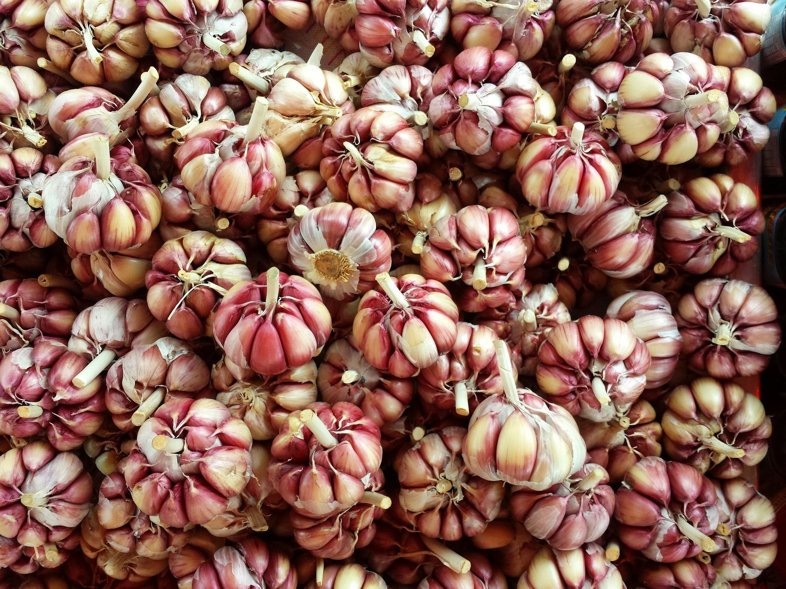 alhos roxo descascados